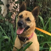 Adopta a Cody (Caso Muy Especial)