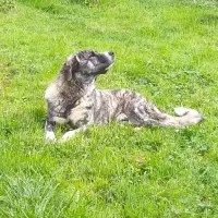 Adopta a Stark
