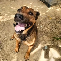 Adopta a Tetti