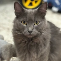 Adopta a Triana