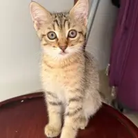 Adopta a Café