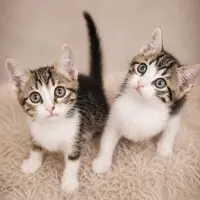 Adopta a Cosmo Y Wanda