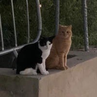 Adopta a Nos Adoptas?