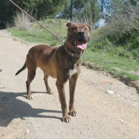 Adopta a Kenzo