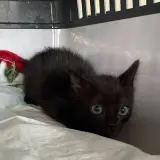 Adopta a Bella
