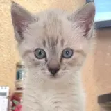 Adopta a Sintra