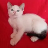 Adopta a Mochi