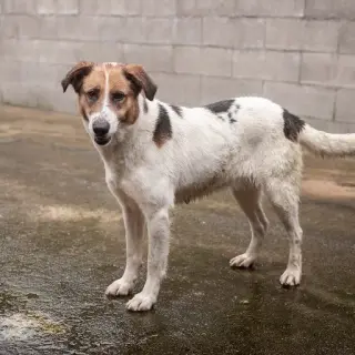 Hazel