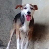 Adopta a Tula