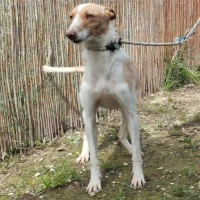 Adopta a Ursula