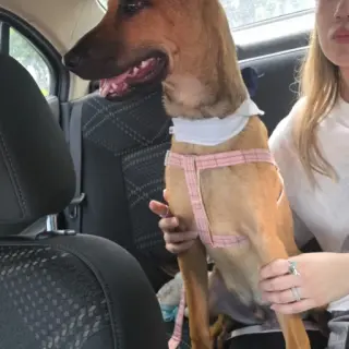 Nico