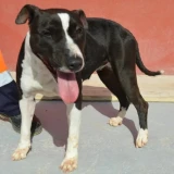 Adopta a Chuche