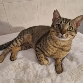 Ariel