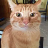 Adopta a Alan