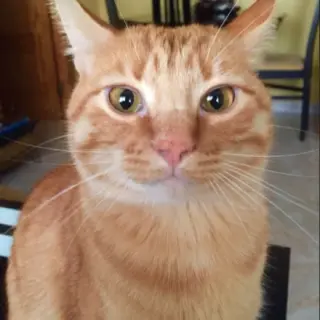 Alan