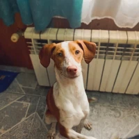 Adopta a Kira