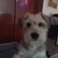 Adopta a Aron