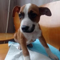 Adopta a Milo