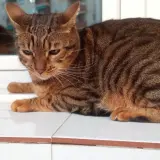 Adopta a Lolo