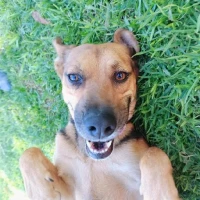 Adopta a Venus