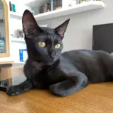 Adopta a Jyn