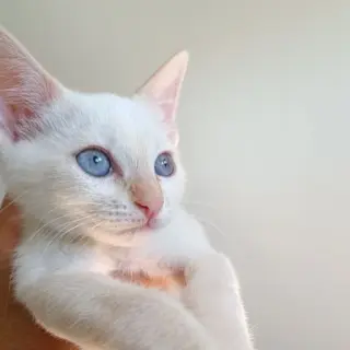 Blanquito Y Gris
