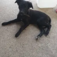 Adopta a Zuzi