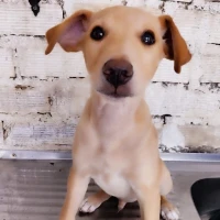 Adopta a Pluto