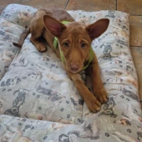 Adopta a Lila Cachorra En Adopción, Tlf 645978718