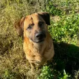 Adopta a Trabuco