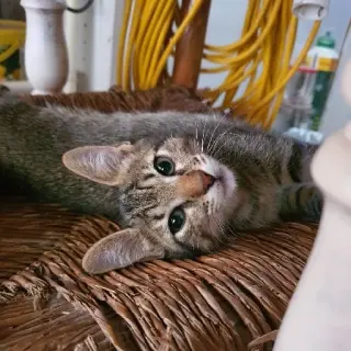 Agatha