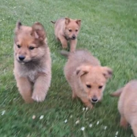 Adopta a Cachorros Barcelona