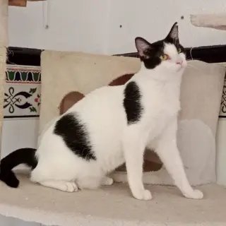Saltarina