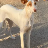 Adopta a Bombón