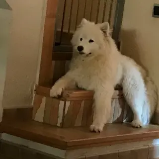 Bella