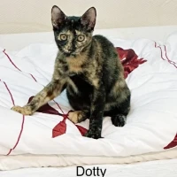 Adopta a Dotty