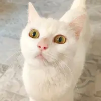 Adopta a Susanita