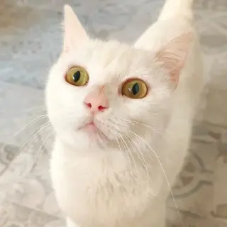 Susanita
