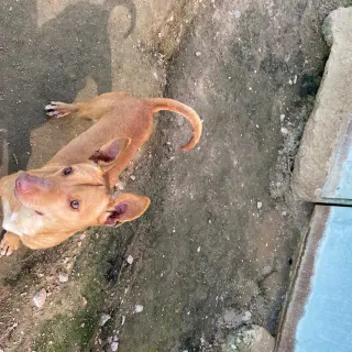 Ramoni