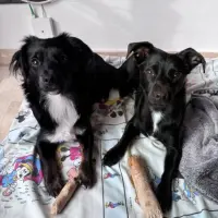 Adopta a Suca Y Cala