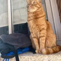 Adopta a Siete