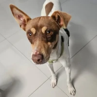 Adopta a Luisita