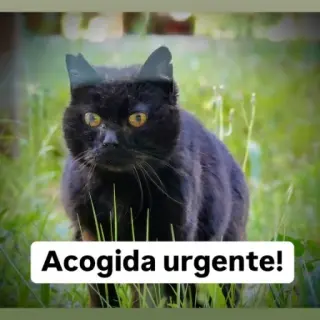Prima