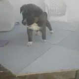 Adopta a Oreo