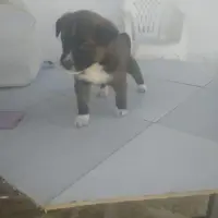 Adopta a Oreo