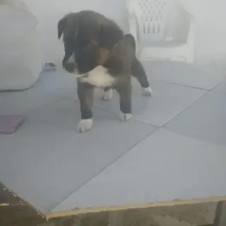 Oreo