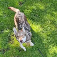 Adopta a Lobito