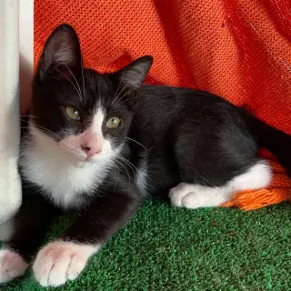Gaspar
