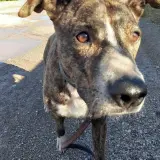Adopta a Georgi