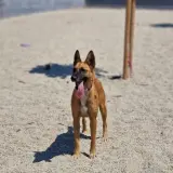 Adopta a Ancla
